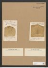 Campylodiscus latus Shadb. (de-Toni-Nr.: Genus 57, Species 2460) Zeichnungen Sammlung Grunow Nr. 4954 (NHMW-BOT-W0373175)